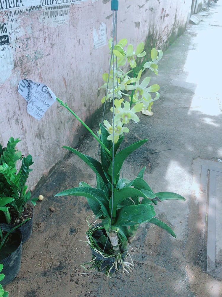Lan Dendro Vàng Nhạt