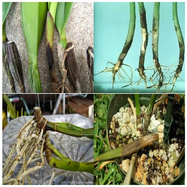 Nấm ủ Trichoderma 1kg ( Tặng 1 gói lân xanh siêu kích rễ cây trồng) chuyên ủ phân chuồng, phân hữu cơ, hạn chế nấm đất