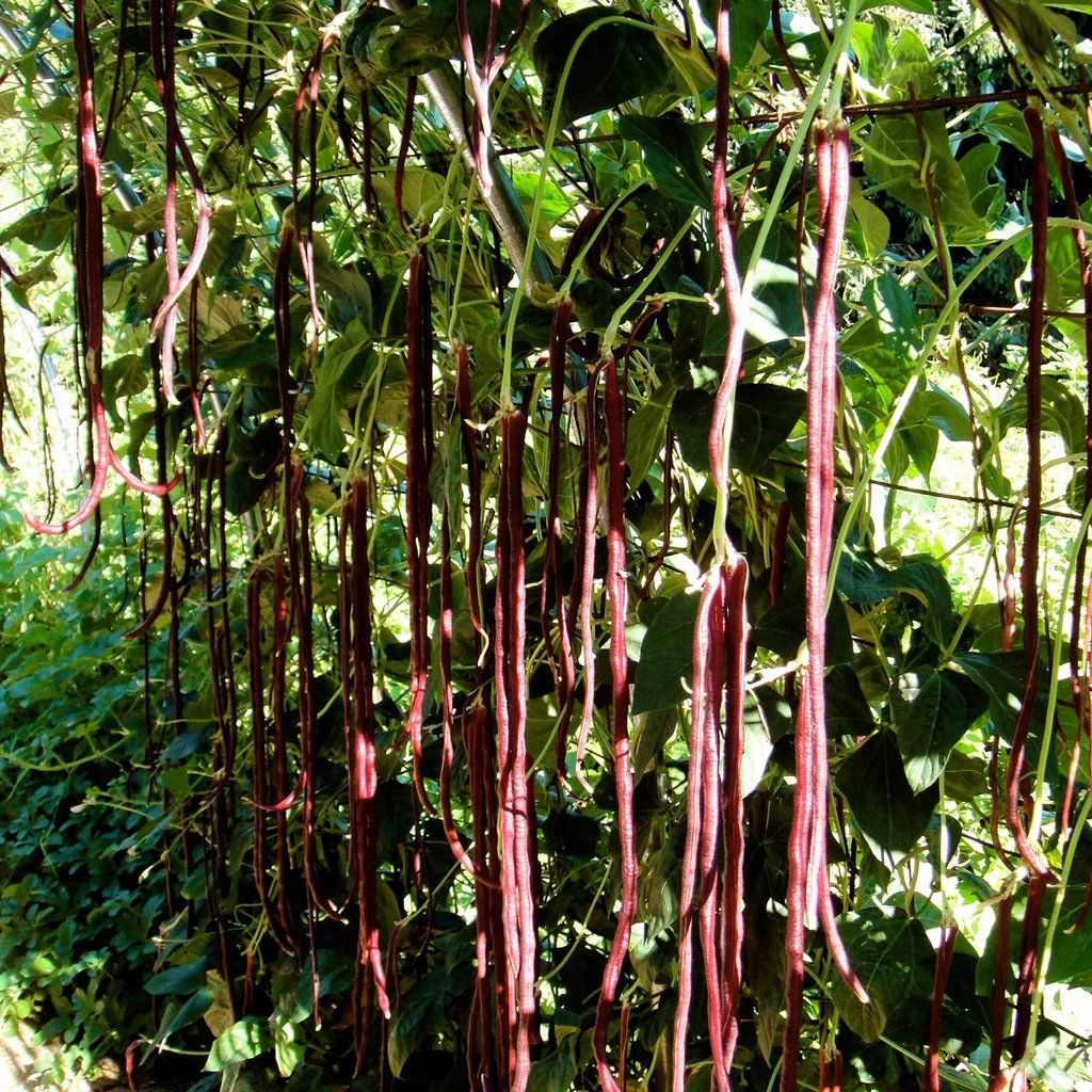 Hạt giống đậu đũa Tím dạng leo giống siêu trái năng suất cao PSV68 | Phởms Market