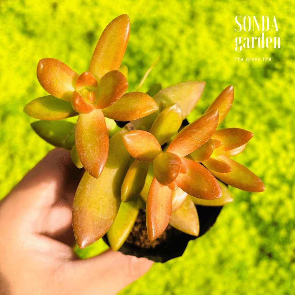 SEN ĐÁ ĐÁ CAM SIZE BÉ SIÊU KHOẺ ĐẸP LỖI 1 ĐỔI 1