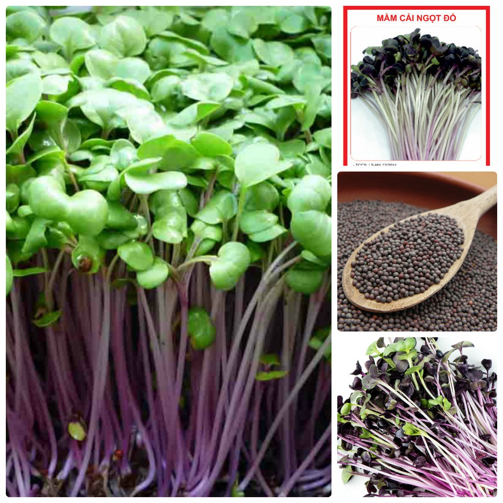 Hạt giống rau mầm cải ngọt đỏ - 20 gram