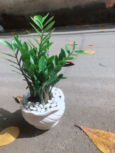 Chậu Cây Kim Phát Tài
