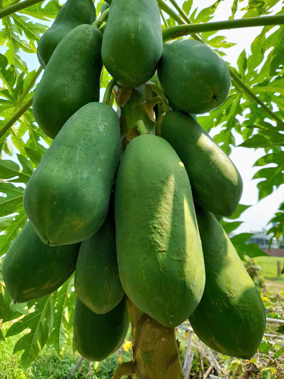 SIÊU TĂNG TRƯỞNG. COMBO 3 GÓI (gói 100gr)