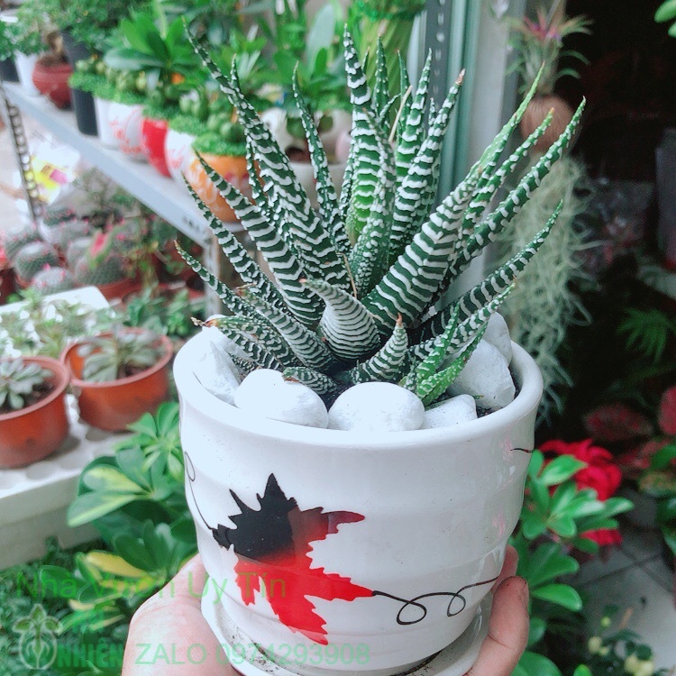 Chậu cây xương rồng may mắn