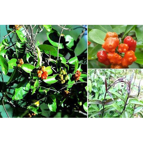 COMBO 2 CÂY GIỐNG BA KÍCH TÍM XỊN - cb2cgbktx