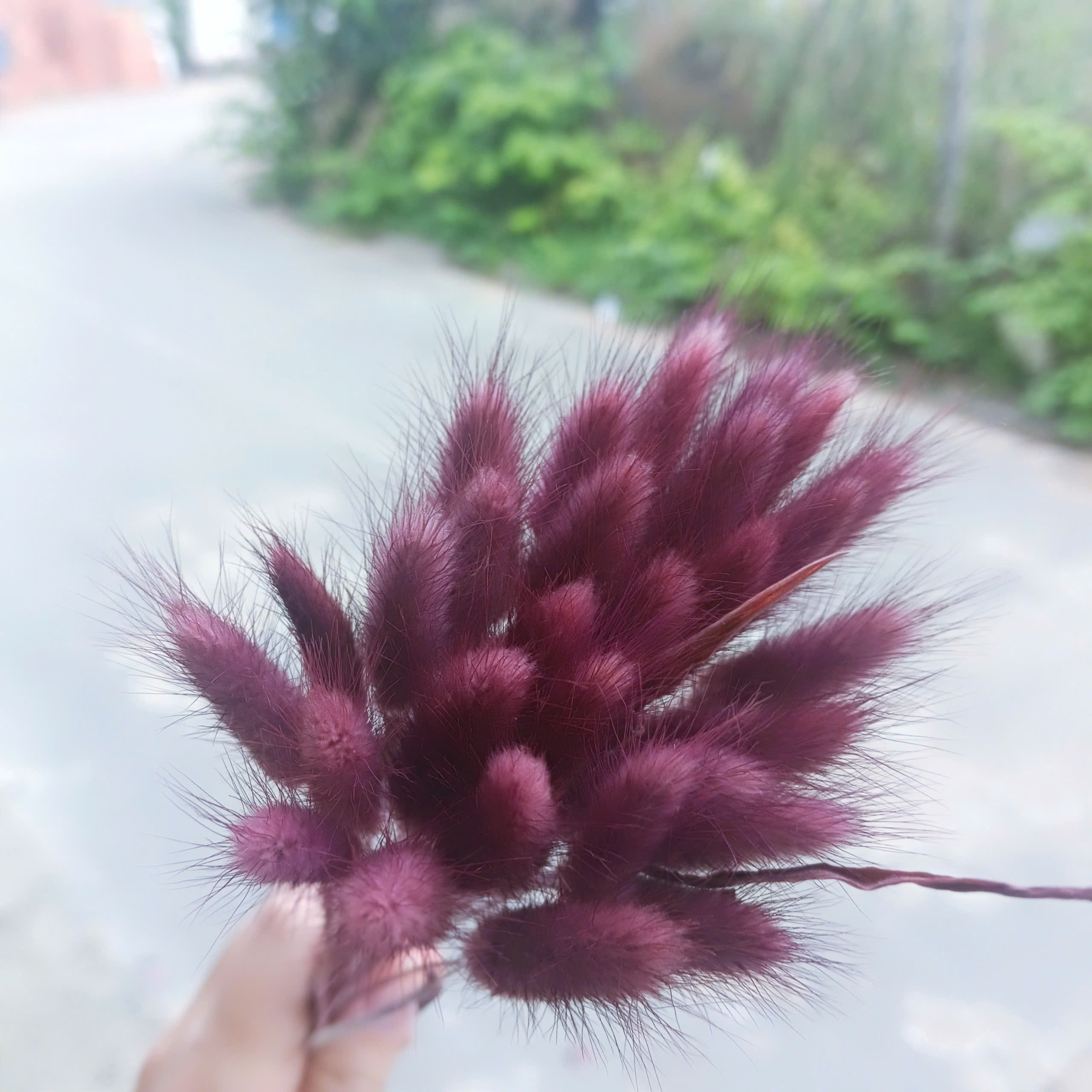 ( 10 bông ) hoa đuôi thỏ, hoa khô thủ đức trang trí