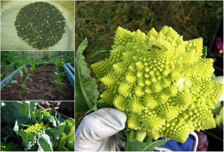 Hạt Giống Súp Lơ San Hô - 1 gói 20 Hạt