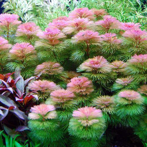 Luo Han red _ Aquarium (12 branches)