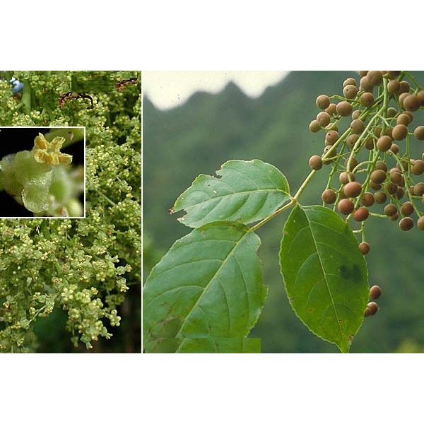 Cây Nhội Giống To Khỏe - 2cây a5