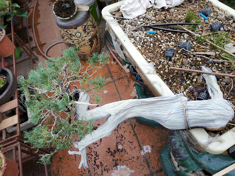Bôi lũa bonsai màu trắng 500ml