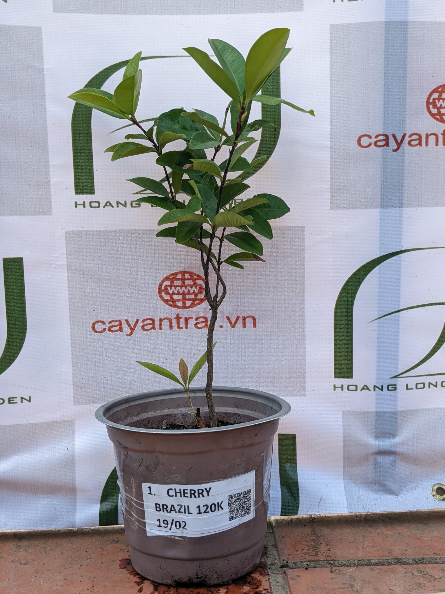 Cây Cherry Brazil