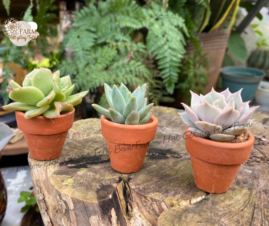 SEN ĐÁ Mini Kèm Chậu  🥰 SIZE 5 CM 🥰 HƯ 1 ĐỔI 1 ❄️ FARM HẠT GIỐNG TRỜI BAN