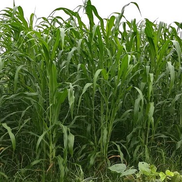 (500G),Giống Cỏ Sudan Lai - Cỏ Ngô