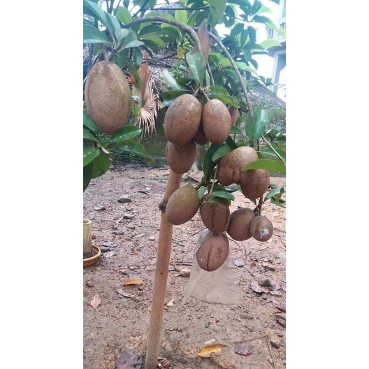 Giống cây hồng xiêm xoài