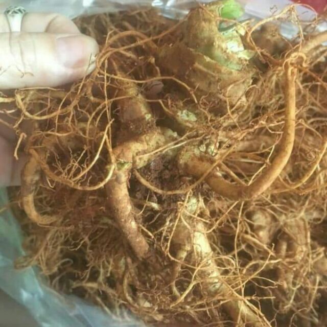 Củ Tam Thất Tươi 500gr