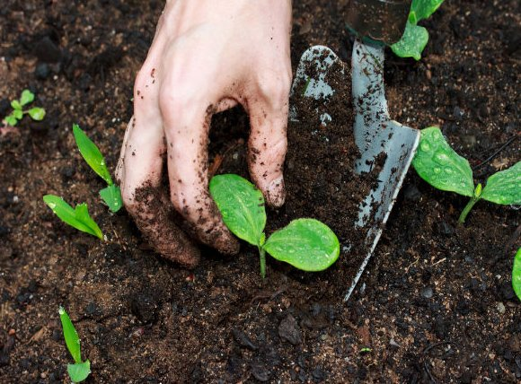 Đất Sạch Trồng Cây Giàu Dinh Dưỡng