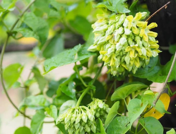 CÂY GIỐNG HOA THIÊN LÝ SIÊU HOA