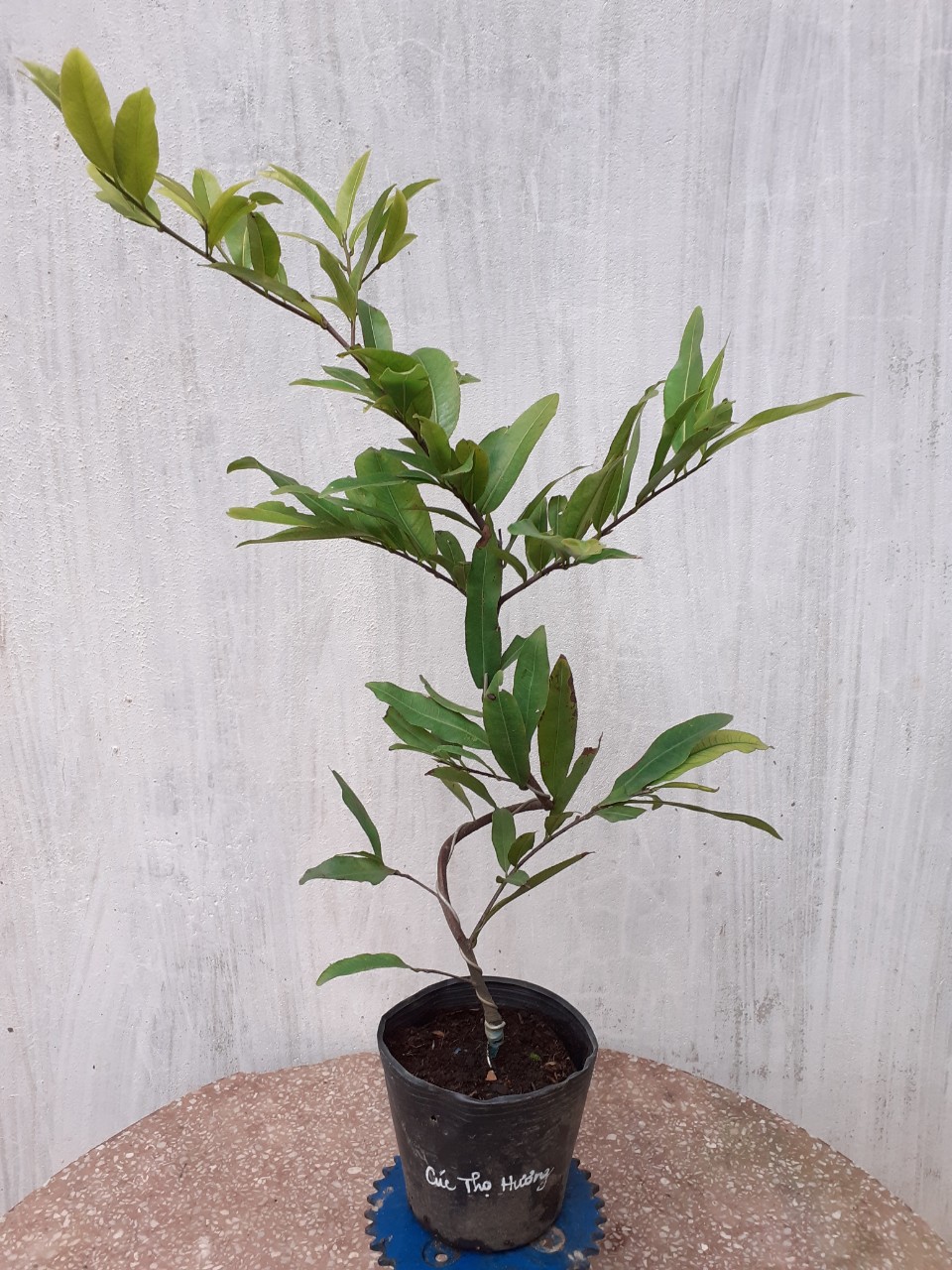 2 Cây Mai Cúc Thọ Hương Mini