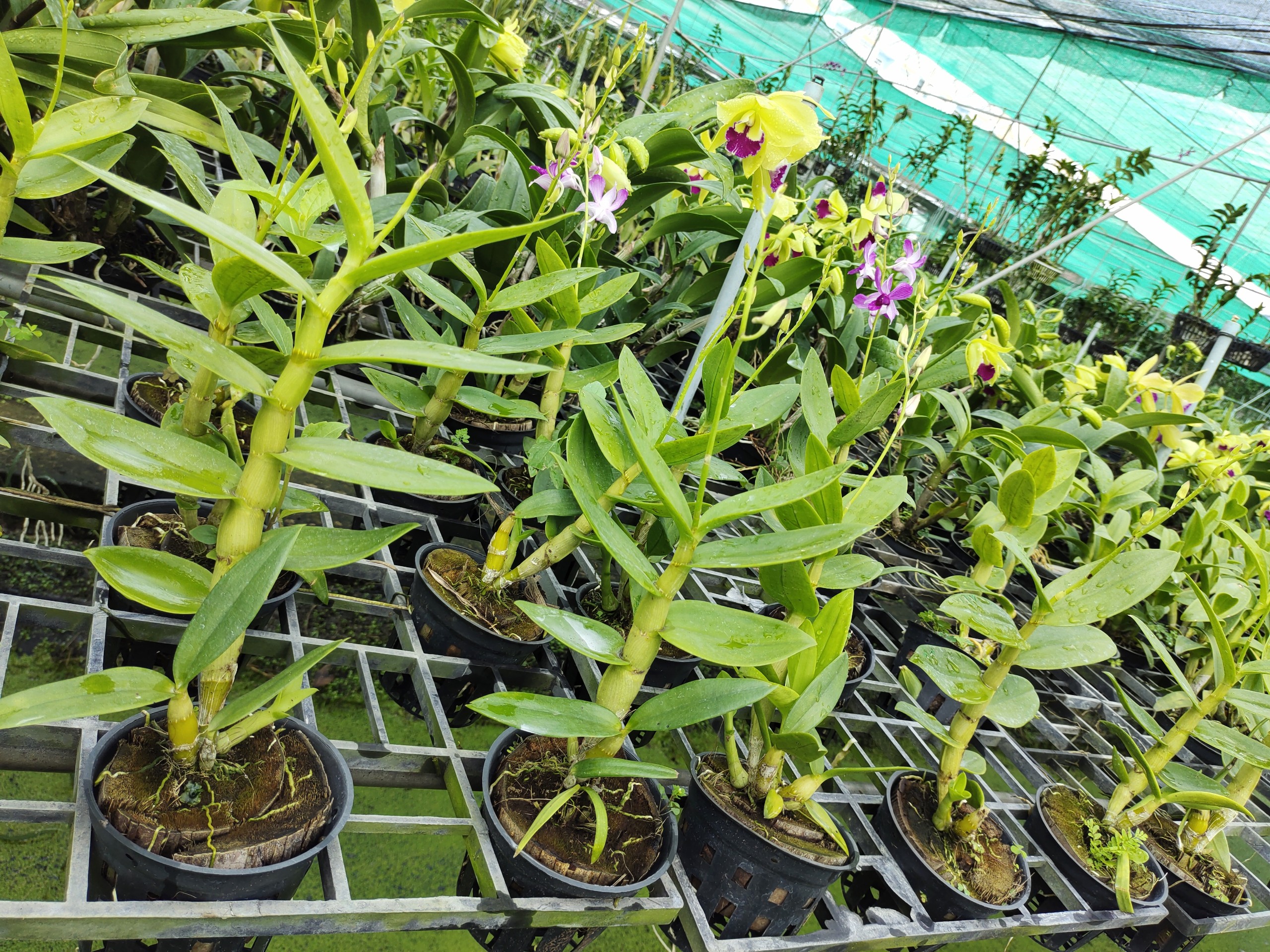 Dendro nắng tia chớp chuồn (5% xổ chớp giá trị cao)