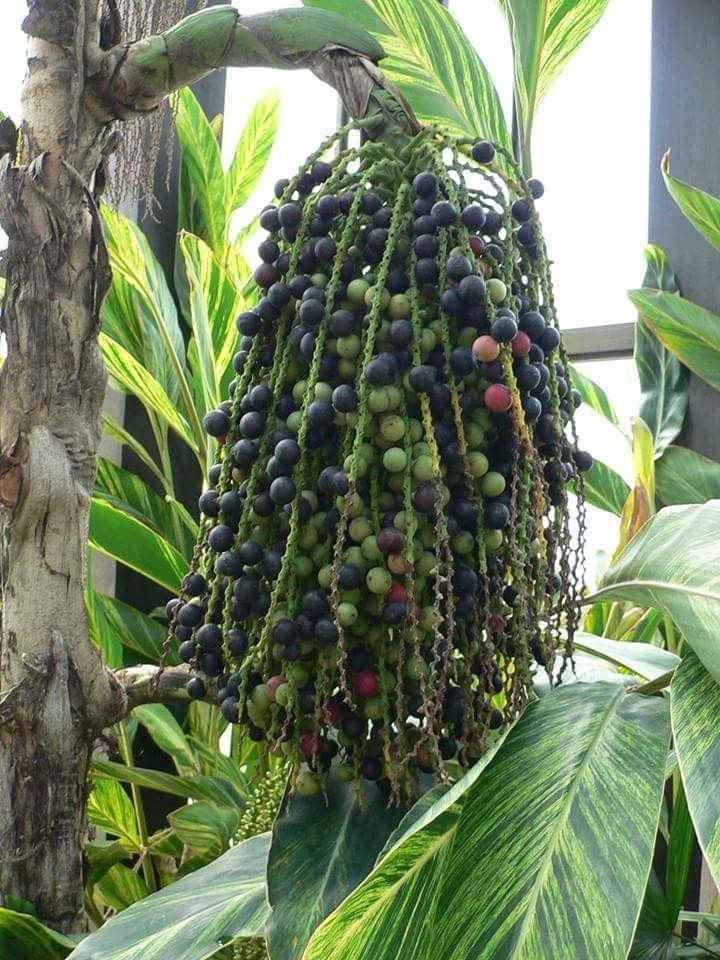 combo 2 ký trái đủng đỉnh phơi khô