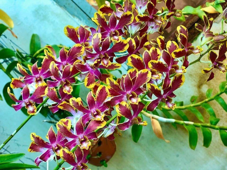 Chớp bịp lá tre cây trưởng thành chuẩn chớp