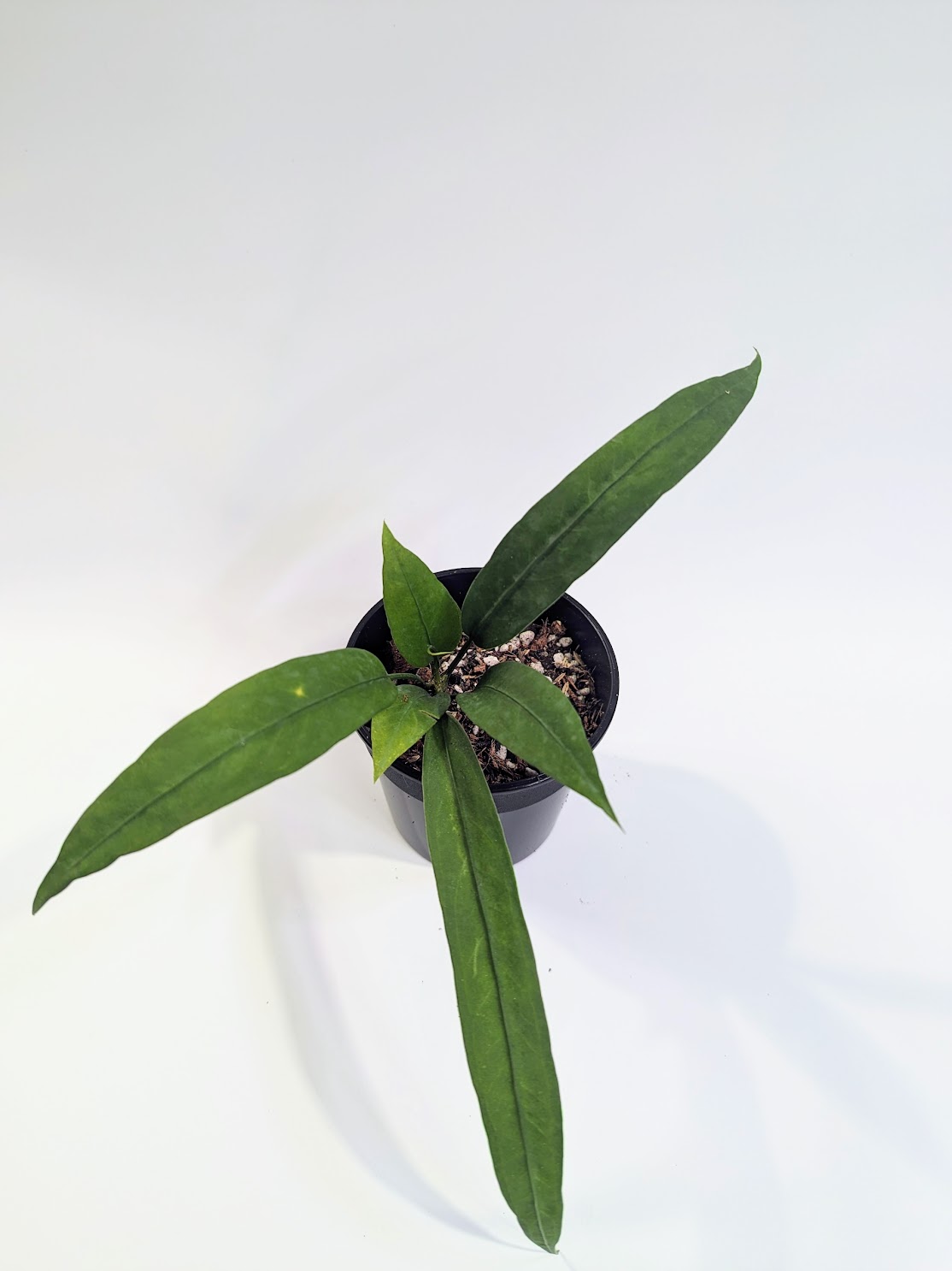 Cây Anthurium Vittarifolium - Cây khỏe, dễ chăm