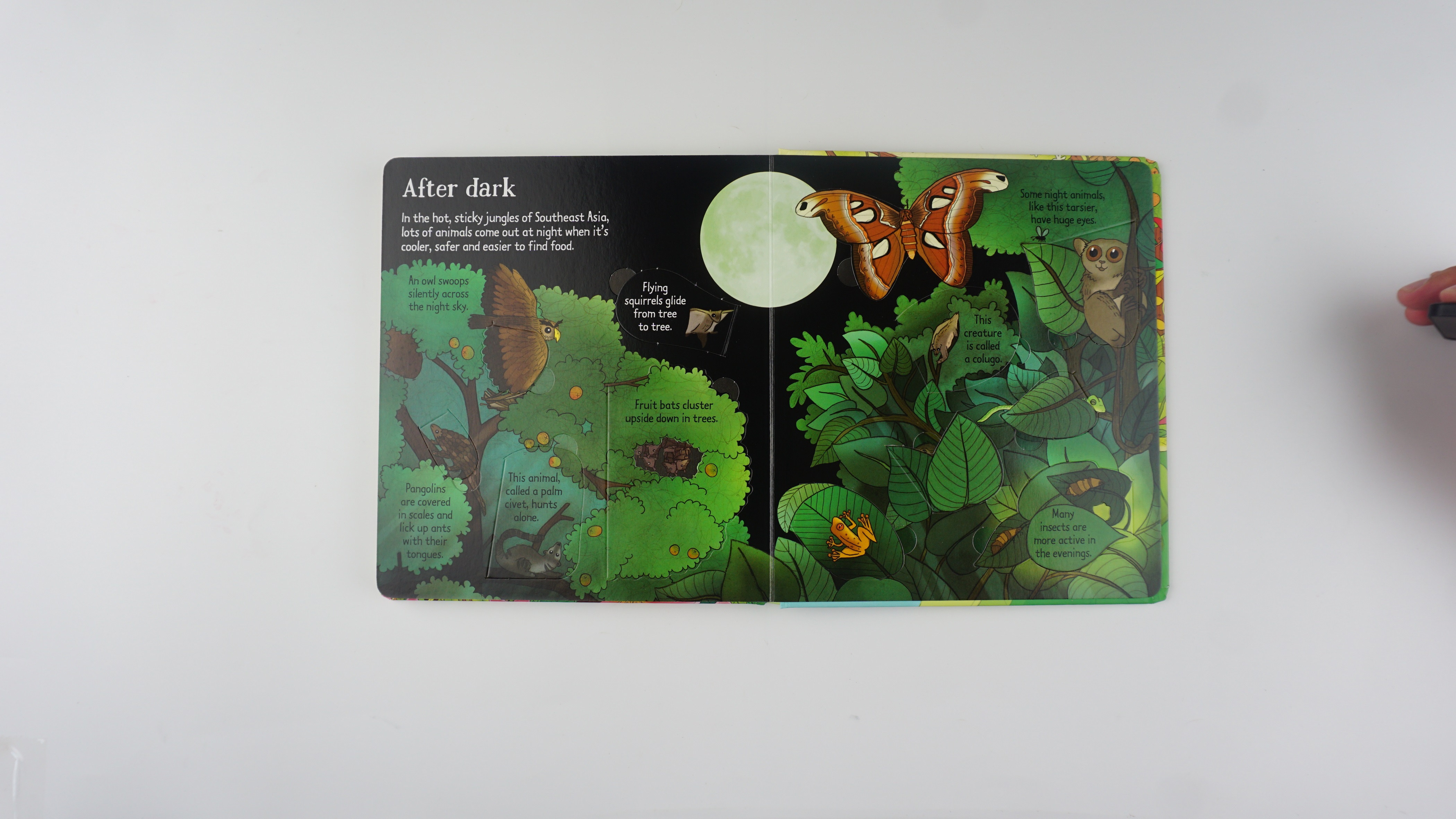Look Inside the Jungle