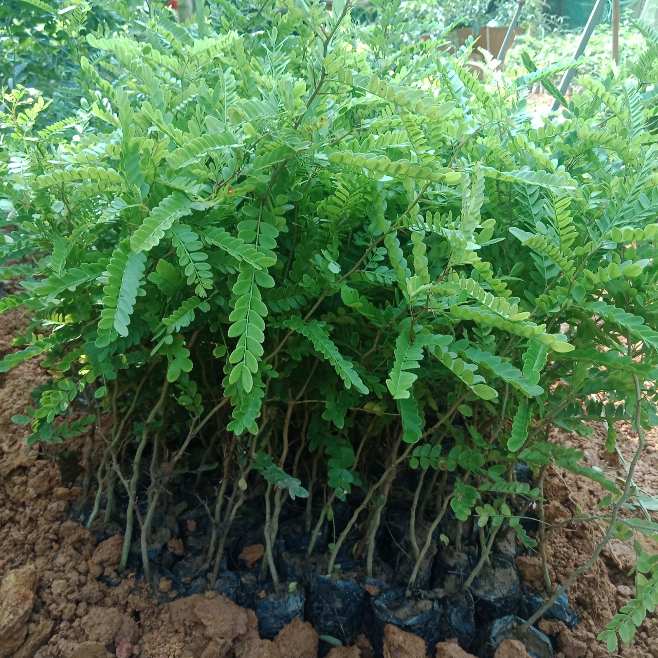 Giống cây bồ kết, Cây cao 30-35cm