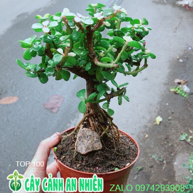 Cây lá ngọc thân cổ thụ