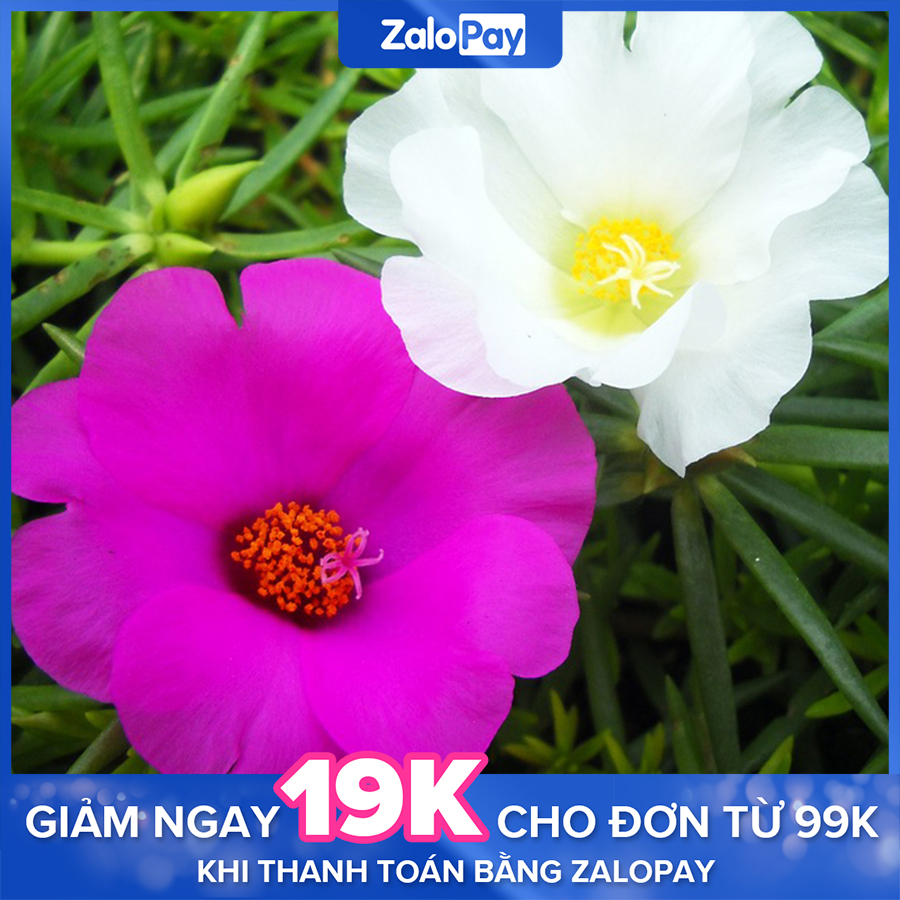 Gói 200 Hạt giống hoa Mười giờ nhiều màu (tặng hướng dẫn trồng)