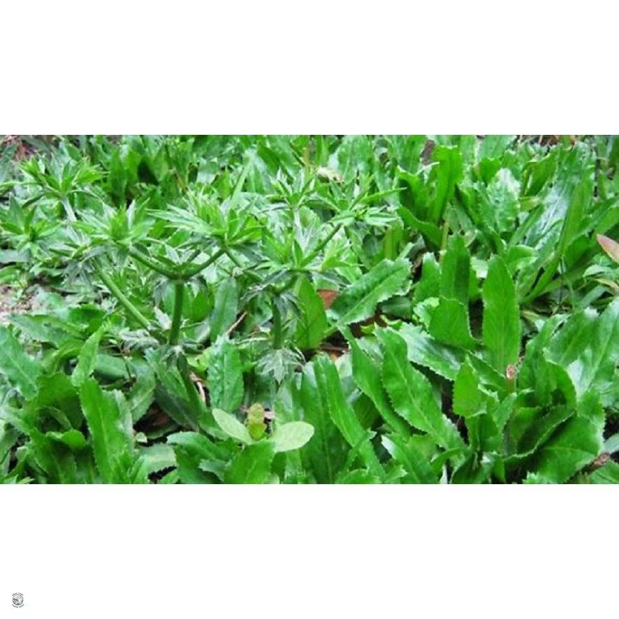 Hạt Giống Ngò Gai - Gói 3 Gram