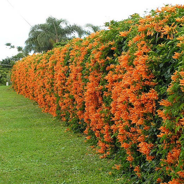 CÂY GIỐNG HOA LEO CHÙM ỚT (HOA LEO RẠNG ĐÔNG, HOA LỬA )