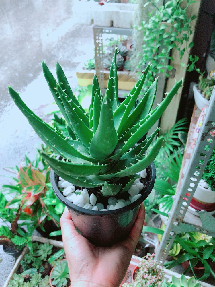 [HCM]Nha Đam Kiểng