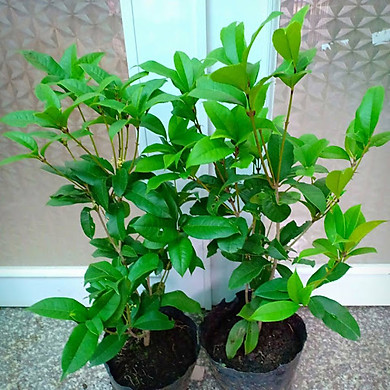 Cây mộc hương ta hoa vàng