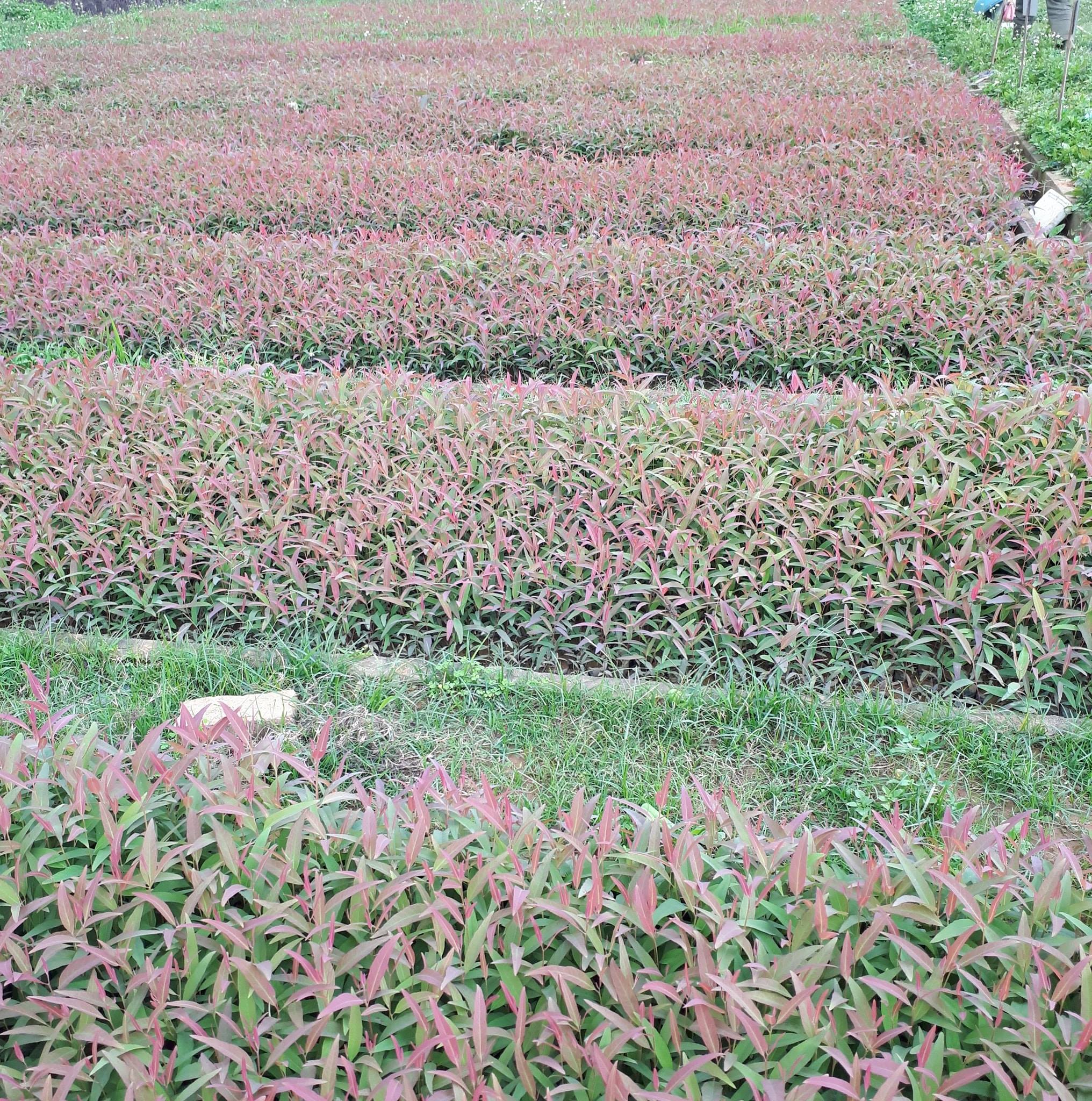 1kg Hạt giống bạch đàn đỏ