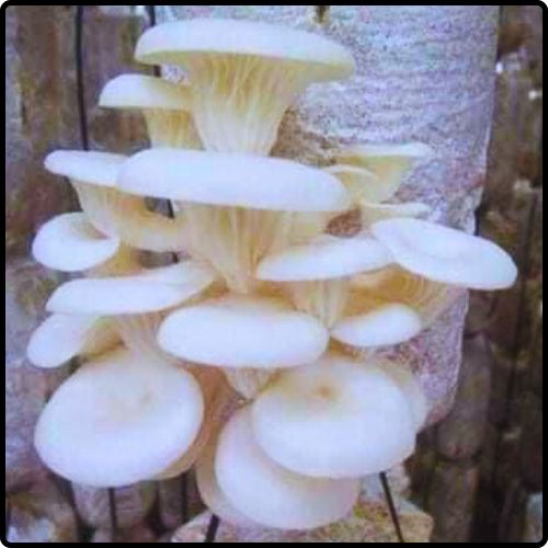 Phôi nấm Sò (01 kiện hàng 06 bịch)