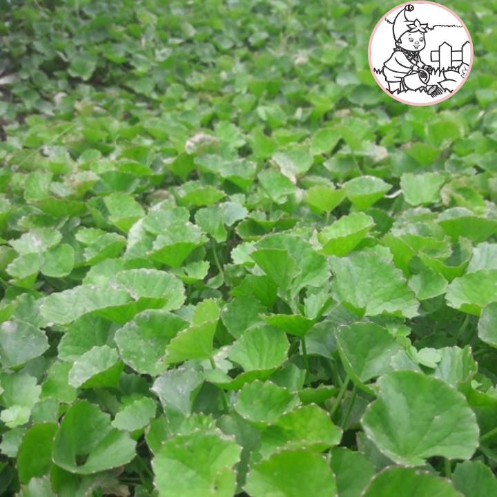 HẠT RAU MÁ - GÓI 1 GRAM