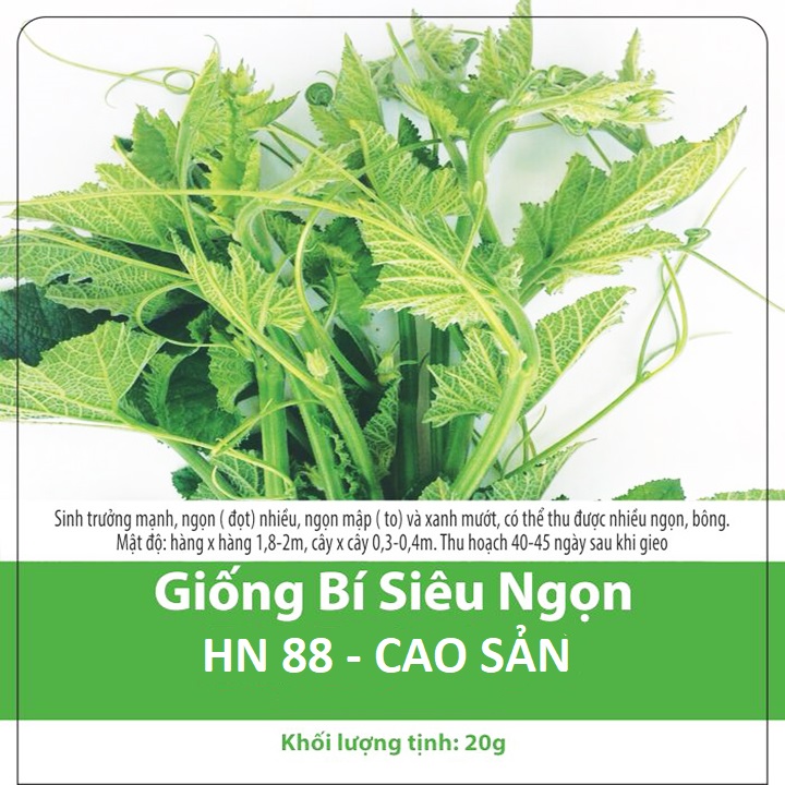 Hạt giống bí ngô siêu ngọn - bí siêu ngọn chuẩn - gói 20gr