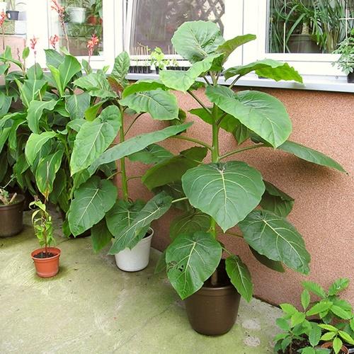 Hạt Cà Chua Thân Gỗ. Túi 10 Hạt. Chất Lượng Cao