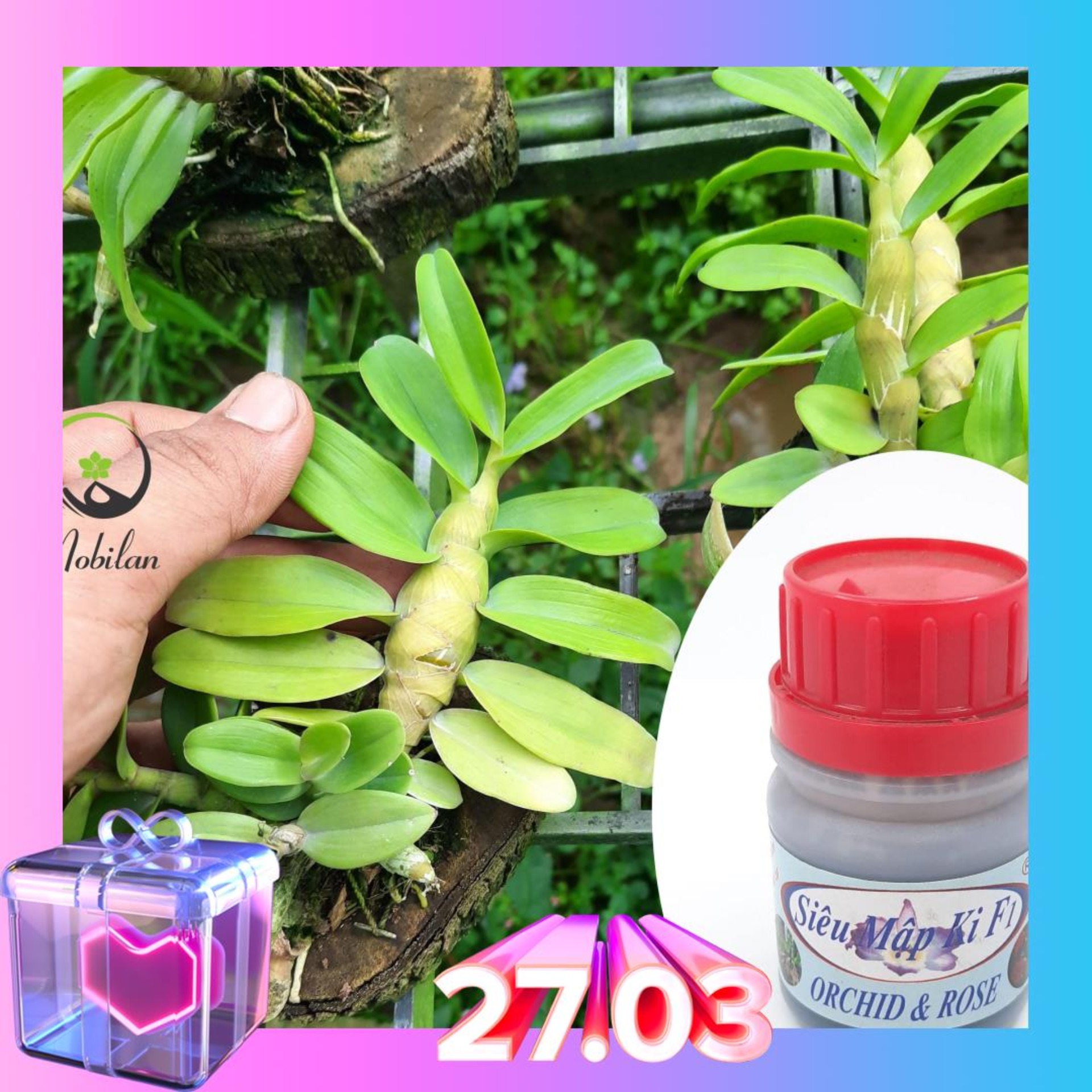Chế phẩm siêu mập ki F1