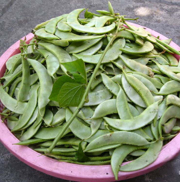 "Gói 5Gr Hạt " Hạt Giống Đậu Ván Xanh