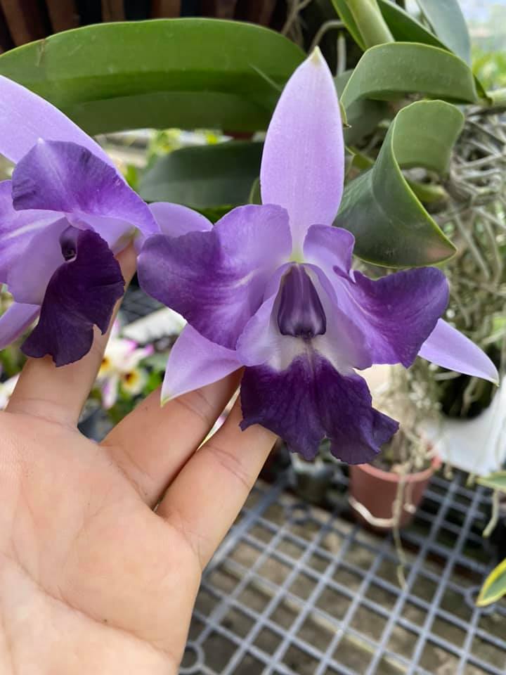 CATTLEYA- ANGLE KISS- chậu trưởng thành