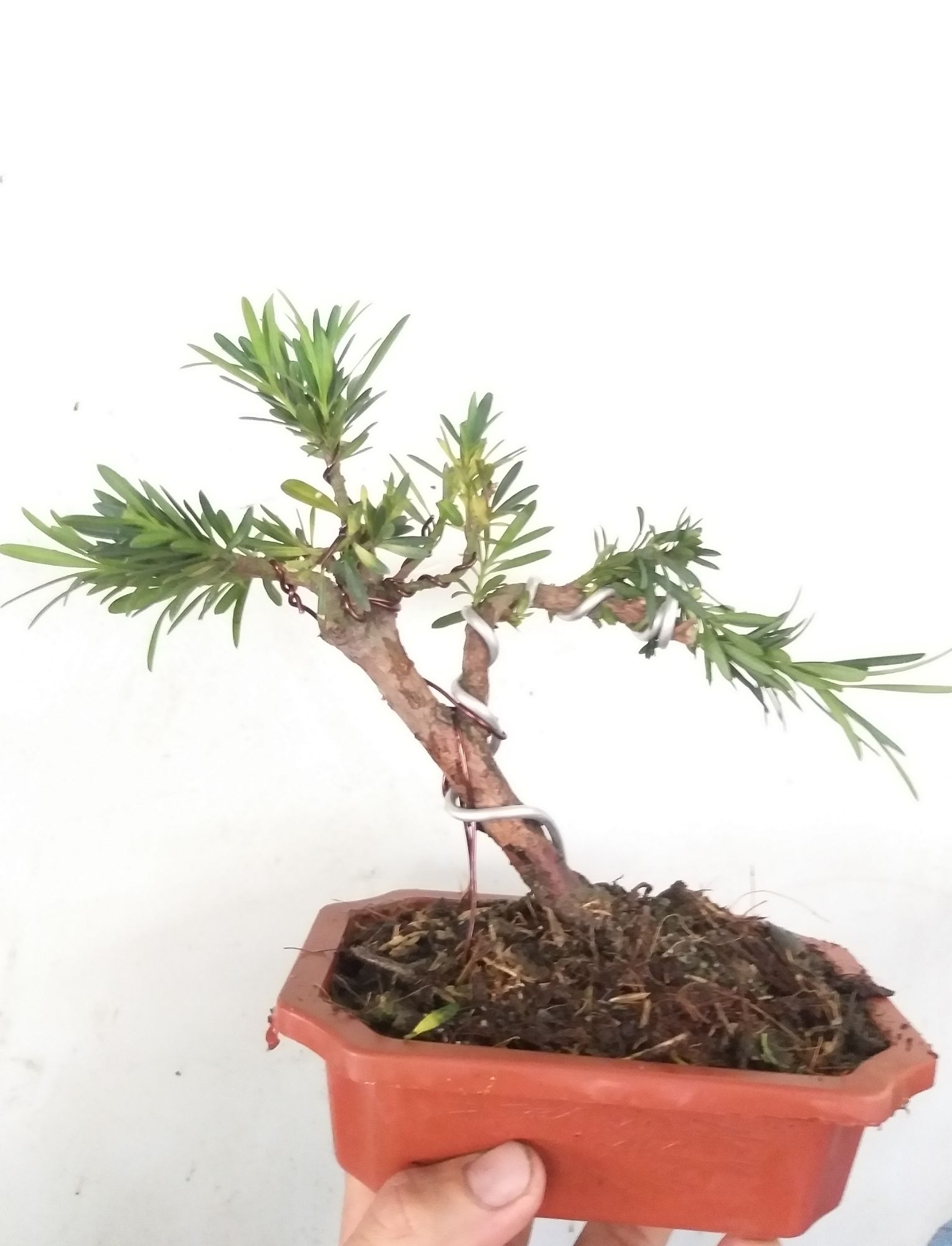 [HCM]Van niên Tùng bonsai mini