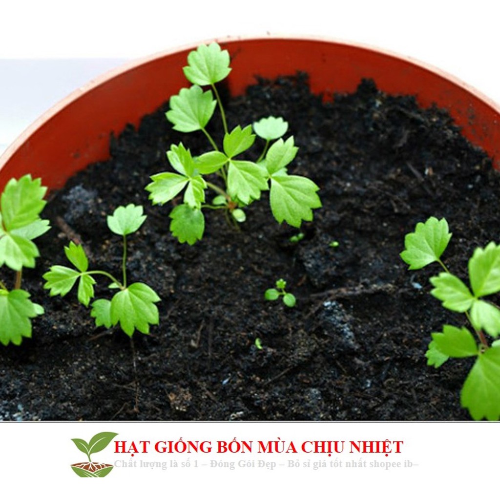 HG1D HẠT GIỐNG DÂU TÂY VÀNG 50H