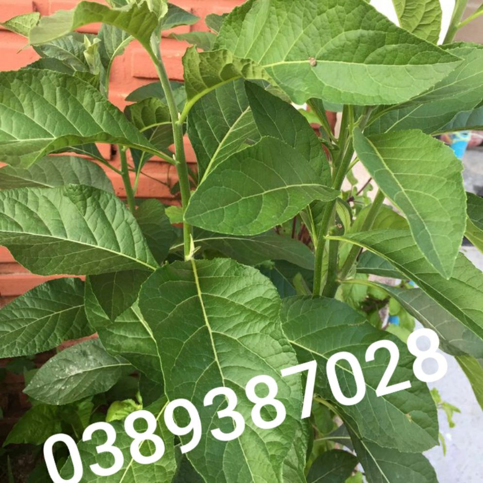 cây mật gấu-cây lá đắng,1kg