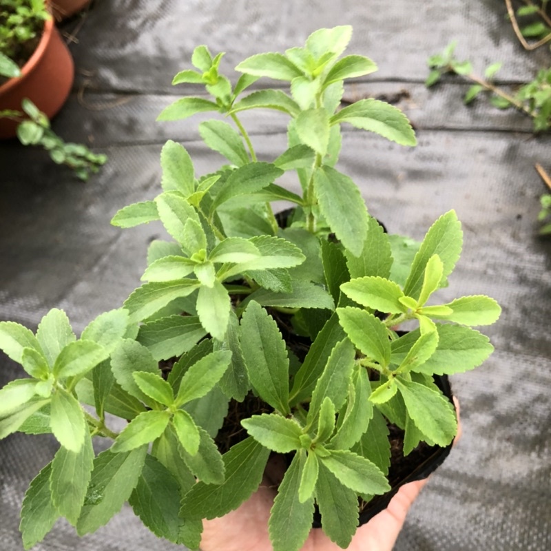 Cây Cỏ Ngọt  - Cỏ Lạc