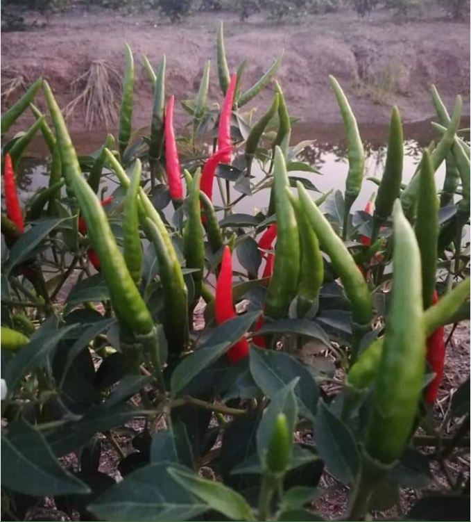 Super Spicy Chili Seeds - Pack of 30 Seeds