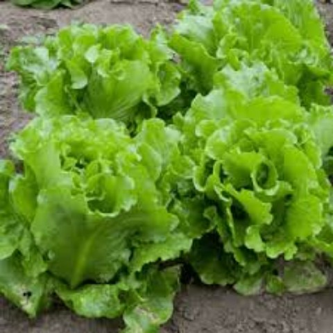 Túi 10 gram Hạt Giống Rau xà Lách Dún Vàng F1. Nhiều Dinh Dưỡng - Năng Xuất Cao - Giá Khuyến Mại.