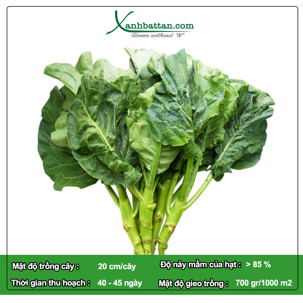 Hạt Giống Cải Rổ Phú Nông Gói 10 Gram