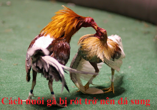 Thuốc xổ lãi gà đá 100ml chuyên dùng cho gà vịt.